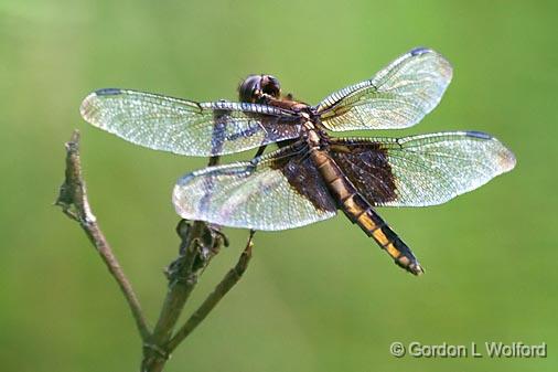 merrell ontario dragonfly
